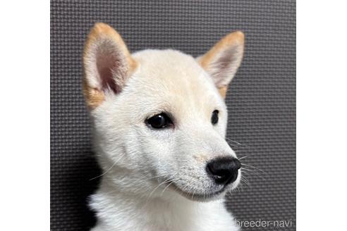 成約済の福岡県の豆柴-216675の2枚目