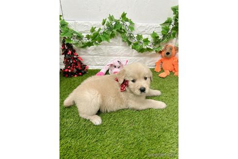 成約済の愛知県のゴールデンレトリーバー-230099の2枚目