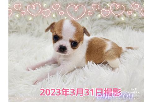 成約済の東京都のチワワ(スムースコート)-228207の37枚目