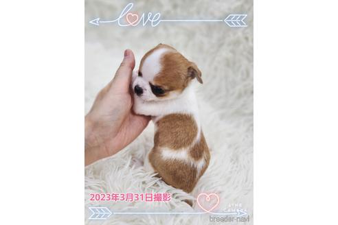 成約済の東京都のチワワ(スムースコート)-228207の36枚目