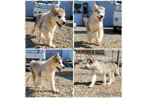 成約済の北海道のアラスカンマラミュート-231815の10枚目