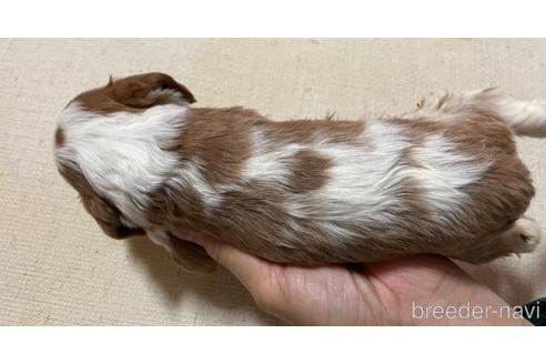 成約済の北海道のキャバリアキングチャールズスパニエル-231868の2枚目