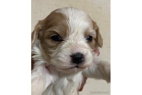 成約済の北海道のミックス犬-231871の1枚目