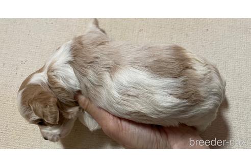 成約済の北海道のミックス犬-231871の2枚目