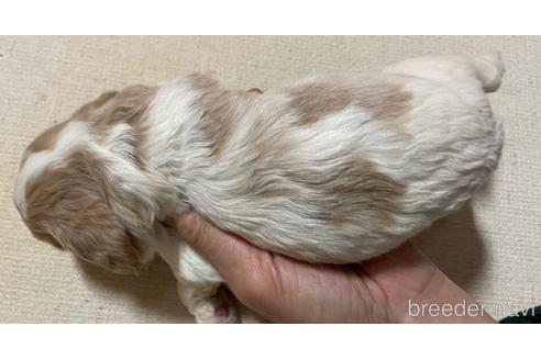 成約済の北海道のミックス犬-231872の2枚目