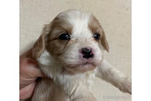 成約済の北海道のミックス犬-231874の1枚目
