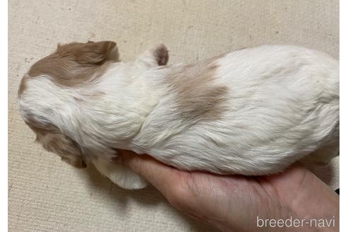 成約済の北海道のミックス犬-231874の2枚目