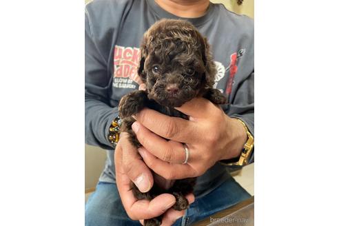 成約済の静岡県のタイニープードル-231913の3枚目