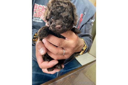 成約済の静岡県のタイニープードル-231913の1枚目
