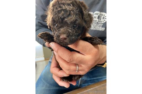 成約済の静岡県のタイニープードル-231913の2枚目