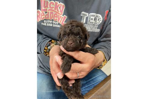 成約済の静岡県のタイニープードル-231914