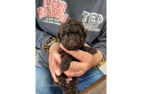 成約済の静岡県のタイニープードル-231914の2枚目