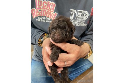 成約済の静岡県のタイニープードル-231914の3枚目