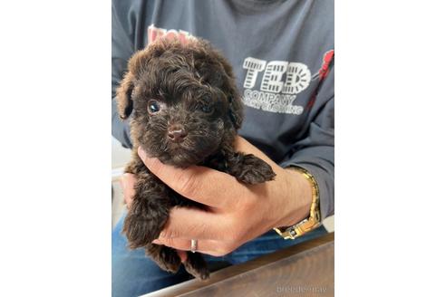 成約済の静岡県のタイニープードル-231915の3枚目