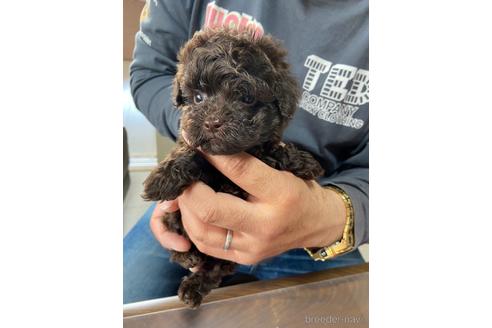 成約済の静岡県のタイニープードル-231915の2枚目