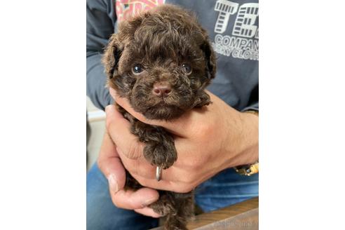 成約済の静岡県のタイニープードル-231916の2枚目