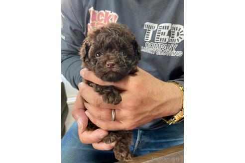 成約済の静岡県のタイニープードル-231916