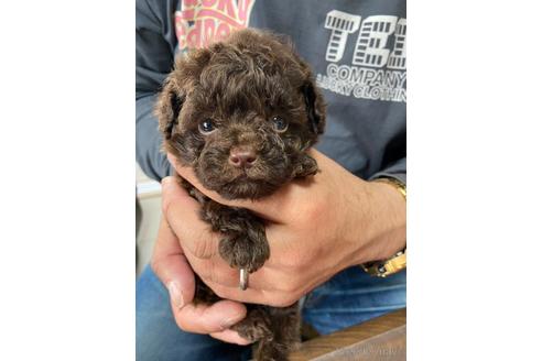 成約済の静岡県のタイニープードル-231916の3枚目