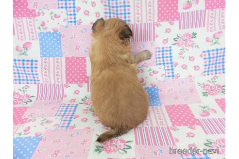 成約済の千葉県のチワワ(ロングコート)-231919の20枚目