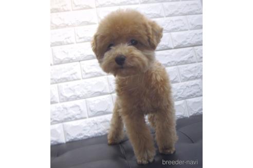 成約済の茨城県のトイプードル-231933の3枚目