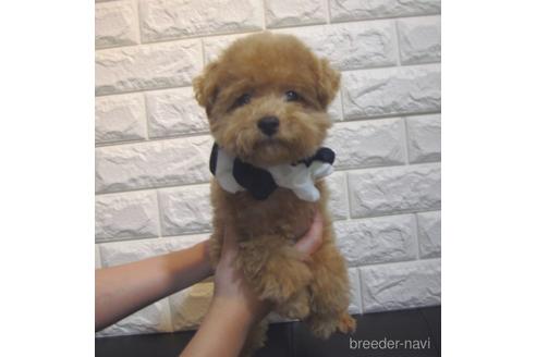 成約済の茨城県のトイプードル-231933