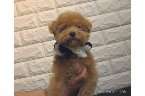 成約済の茨城県のトイプードル-231933の2枚目