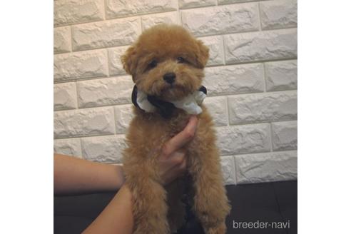 成約済の茨城県のトイプードル-231933の4枚目