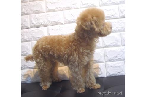 成約済の茨城県のトイプードル-231933の5枚目