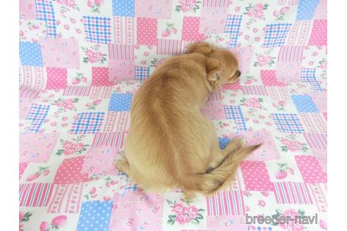 成約済の千葉県のチワワ(ロングコート)-213762の5枚目