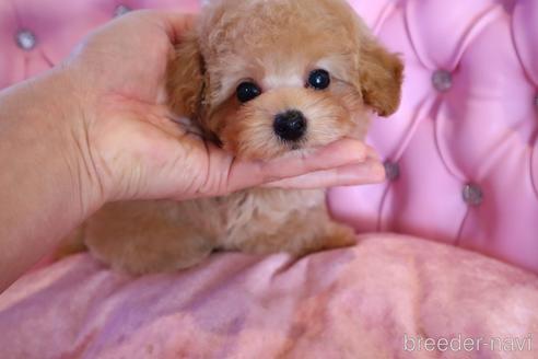 成約済の茨城県のティーカッププードル-231999の11枚目
