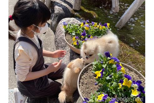 成約済の新潟県のポメラニアン-204248の6枚目