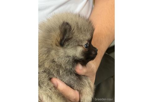 成約済の埼玉県のポメラニアン-232026の3枚目