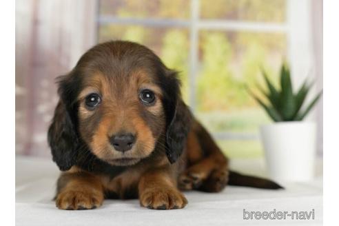 成約済の神奈川県のカニンヘンダックスフンド(ロングヘアード)-232061の4枚目