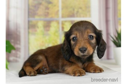 成約済の神奈川県のカニンヘンダックスフンド(ロングヘアード)-232061の3枚目