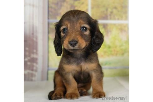 成約済の神奈川県のカニンヘンダックスフンド(ロングヘアード)-232061の2枚目