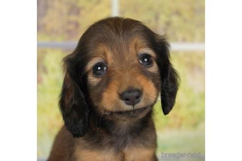 成約済の神奈川県のカニンヘンダックスフンド(ロングヘアード)-232061の1枚目