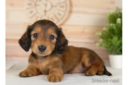 成約済の神奈川県のカニンヘンダックスフンド(ロングヘアード)-232062の4枚目