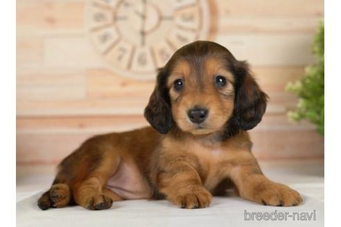 成約済の神奈川県のカニンヘンダックスフンド(ロングヘアード)-232062の3枚目