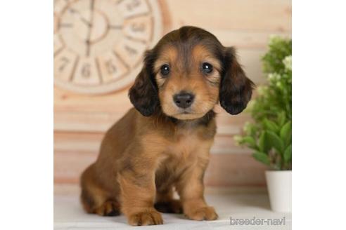 成約済の神奈川県のカニンヘンダックスフンド(ロングヘアード)-232062の2枚目