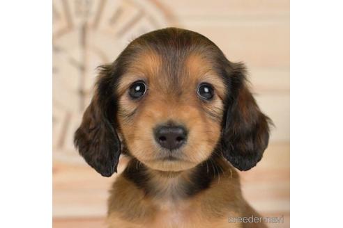 成約済の神奈川県のカニンヘンダックスフンド(ロングヘアード)-232062の1枚目