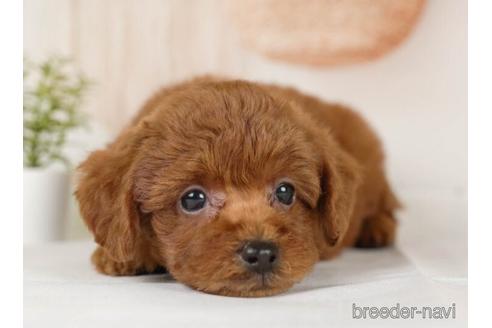 成約済の神奈川県のトイプードル-232067の4枚目