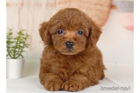 成約済の神奈川県のトイプードル-232067の3枚目