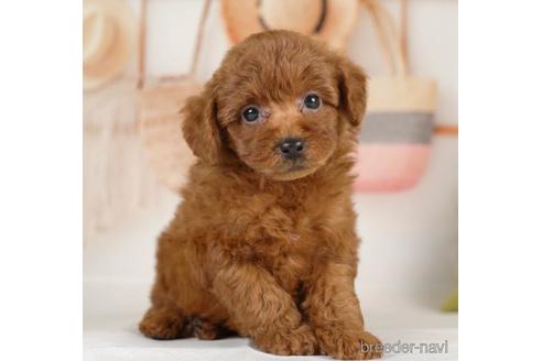 成約済の神奈川県のトイプードル-232067の2枚目