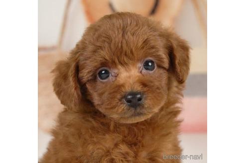 成約済の神奈川県のトイプードル-232067の1枚目