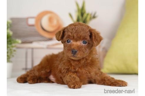 成約済の神奈川県のトイプードル-232069の4枚目