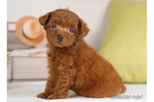 成約済の神奈川県のトイプードル-232069の3枚目