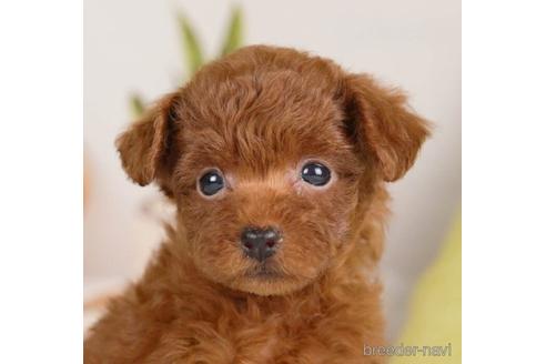 成約済の神奈川県のトイプードル-232069の2枚目