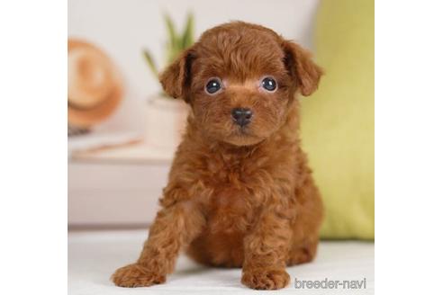 成約済の神奈川県のトイプードル-232069の1枚目