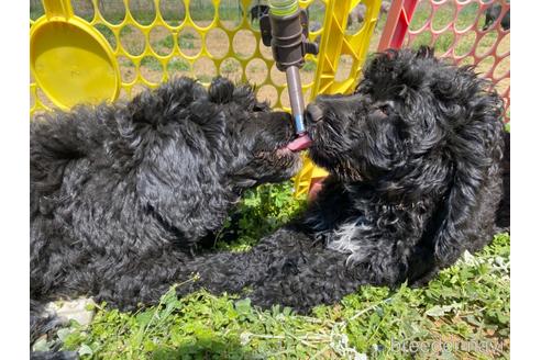 成約済の東京都のその他の犬種-222279の12枚目