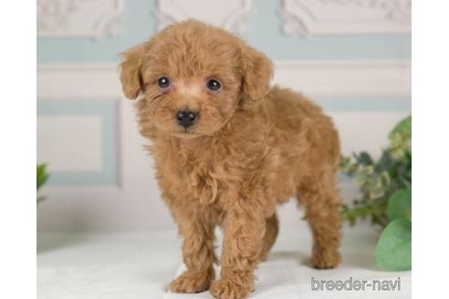 成約済の神奈川県のトイプードル-232072の4枚目